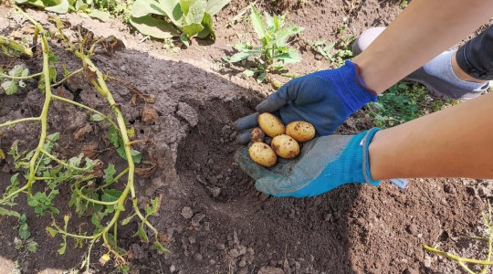 Пользы для урожая — ноль: многие садоводы кладут это в лунки при посадке картофеля, а зря — только вредят